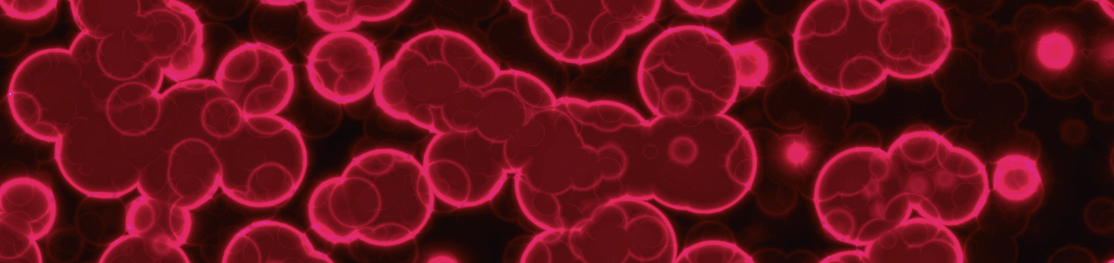 Mikroskopische Aufnahme von roten Blutkörperchen